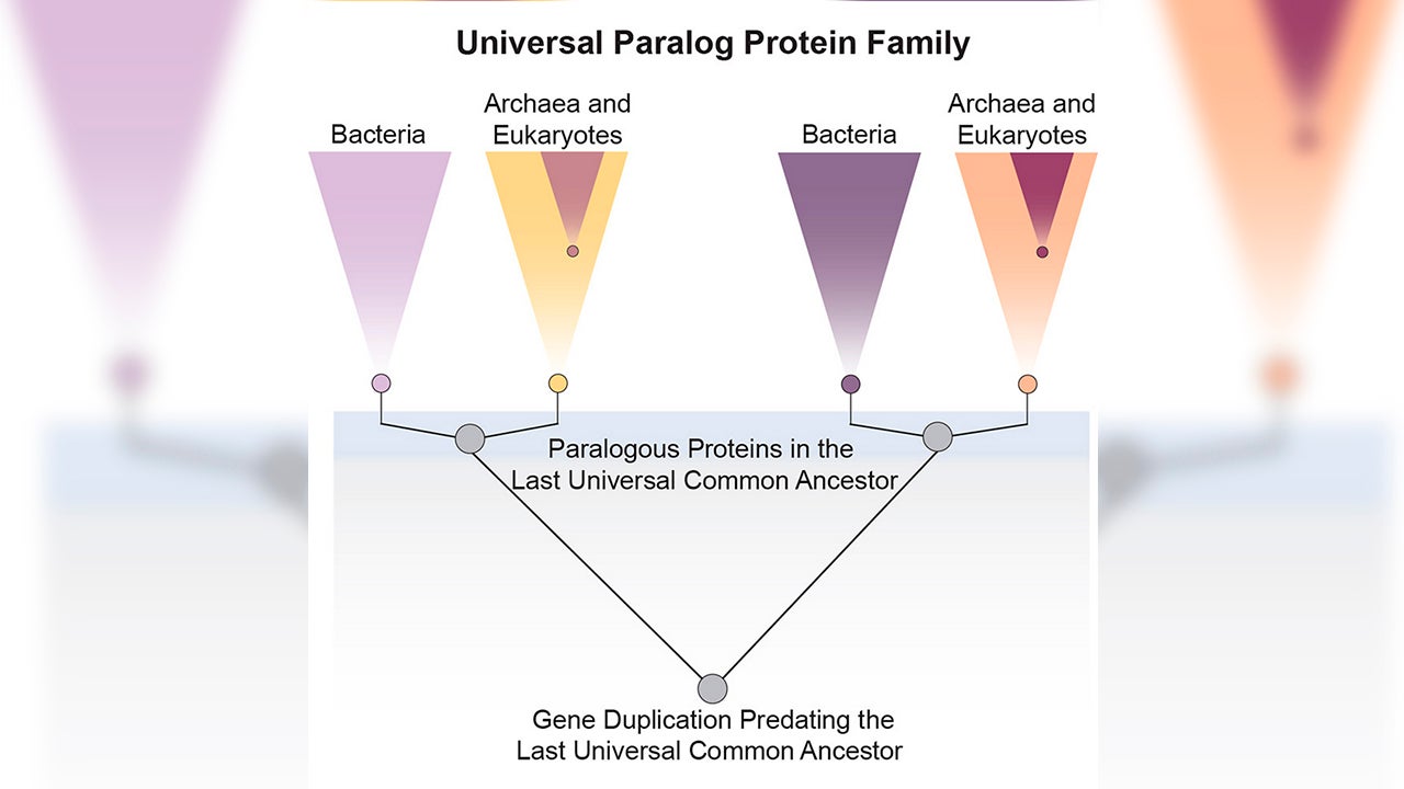 La misma familia de proteínas aparece en las grandes ramas de la vida porque su duplicación ocurrió antes de LUCA