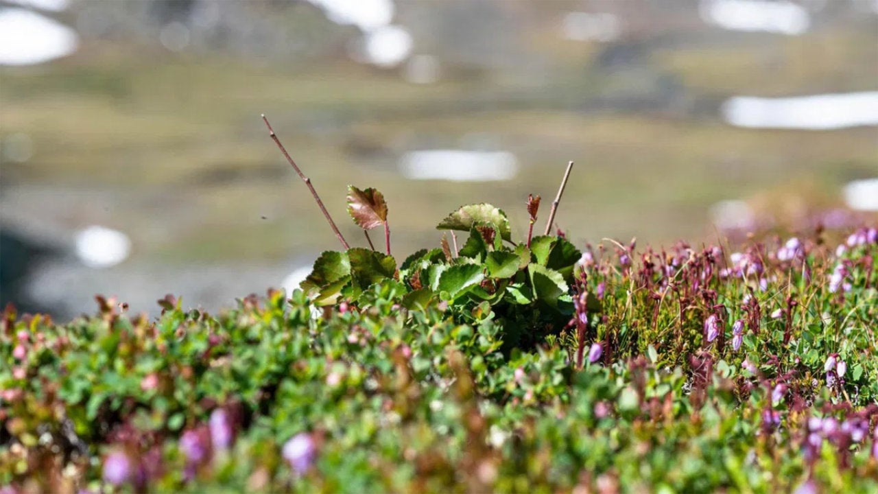 Las plantas boreales se adaptan muy bien al frío