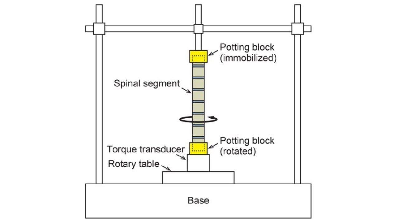 Diagrama de la espina dorsal de un gato