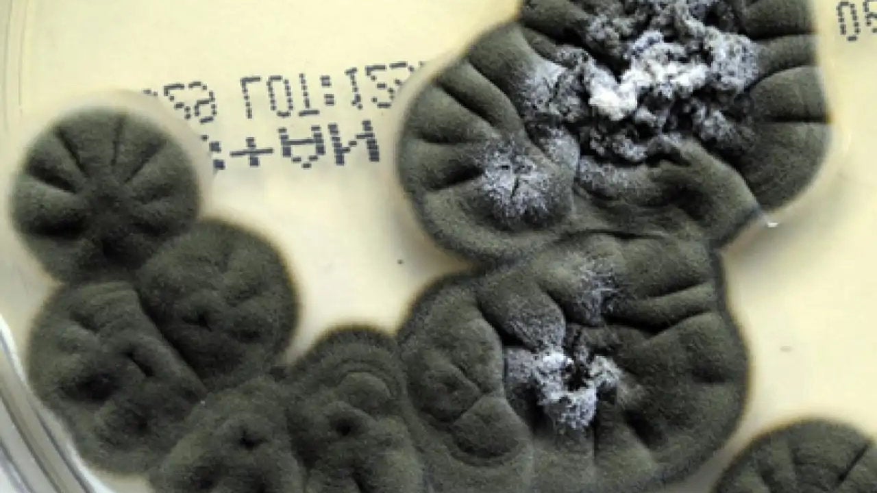 Cultivo del hongo Cladosporium sphaerospermum