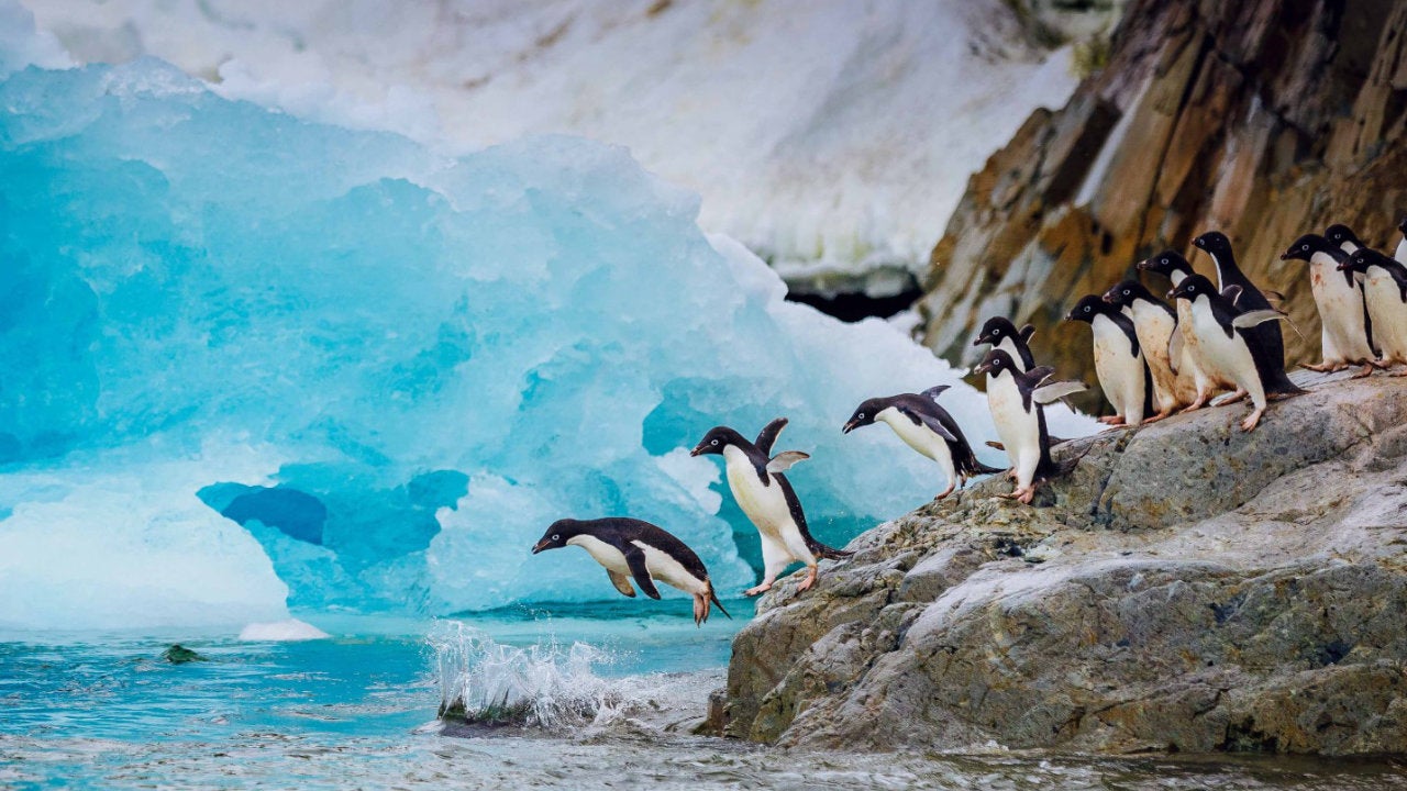 Aunque la Antártida sea un lugar inhóspito, es el hogar de algunos animales