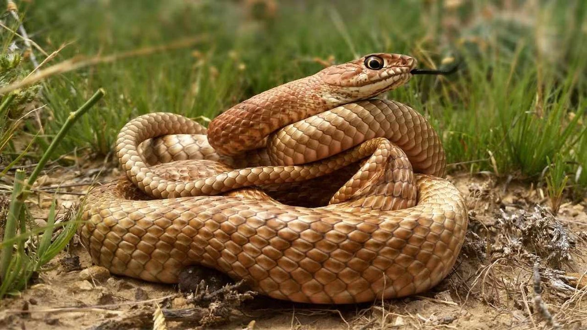 La Tierra podría tener el triple de especies de vertebrados de las que conocemos según un profundo análisis
