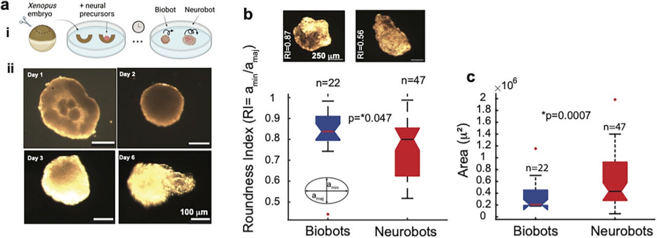 Imagen de parte del estudio hecho por un equipo del Instituto Wyss de Harvard