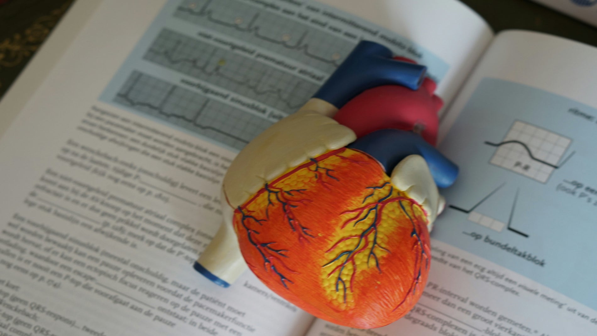 El corazón humano se regenera tras un infarto: un hallazgo que cambia la cardiología