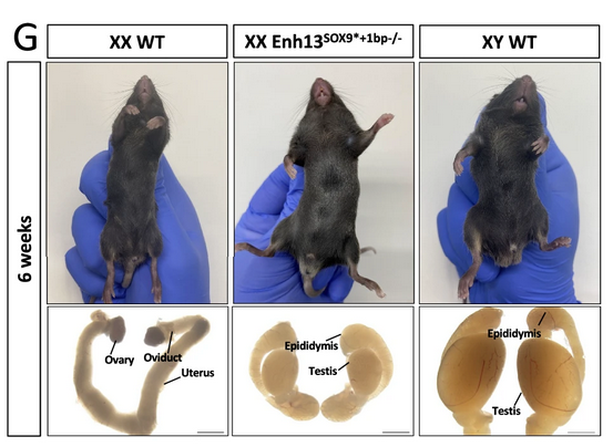 Ratones hembra, ratones con el gen Sox9 alterado y ratones macho. Foto: Universidad de Bar-Ilan