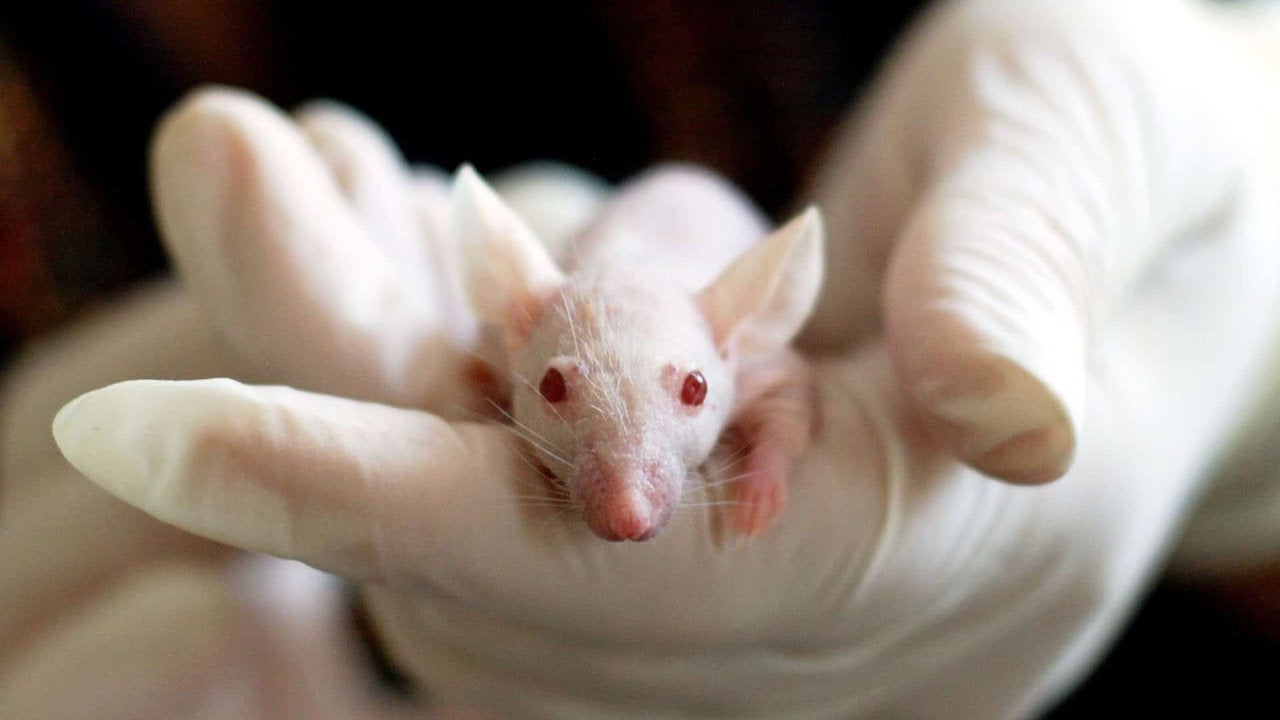 Un fármaco seguro para humanos frena el avance del Alzheimer en ratones
