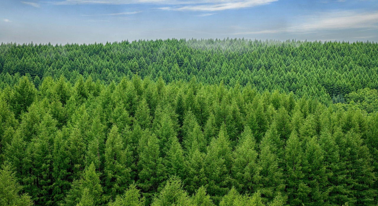 Este proyecto de plantación de árboles dio comienzo en 1978