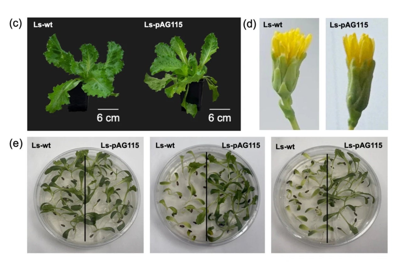 Comparación de una lechuga natural (izquierda) con una modificada (derecha)