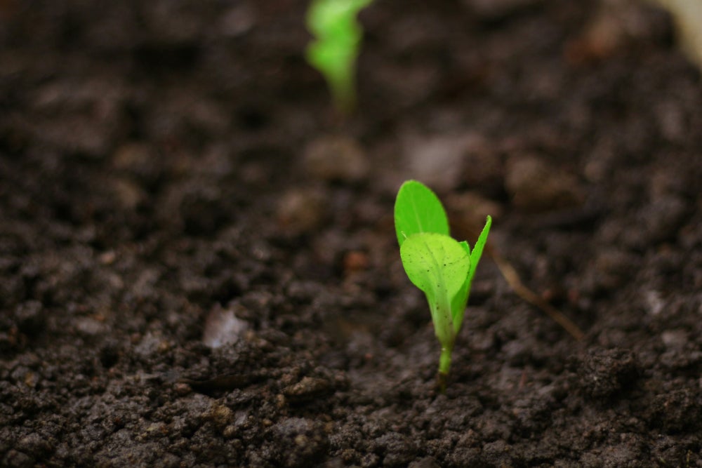 Las semillas del suelo permiten una recuperación pasiva de los ecosistemas - Unsplash