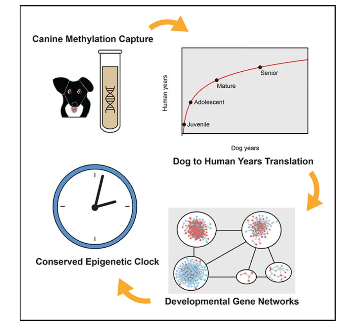 Este diagrama muestra la curva de desarrollo canino - Estudio publicado por Cell Systems