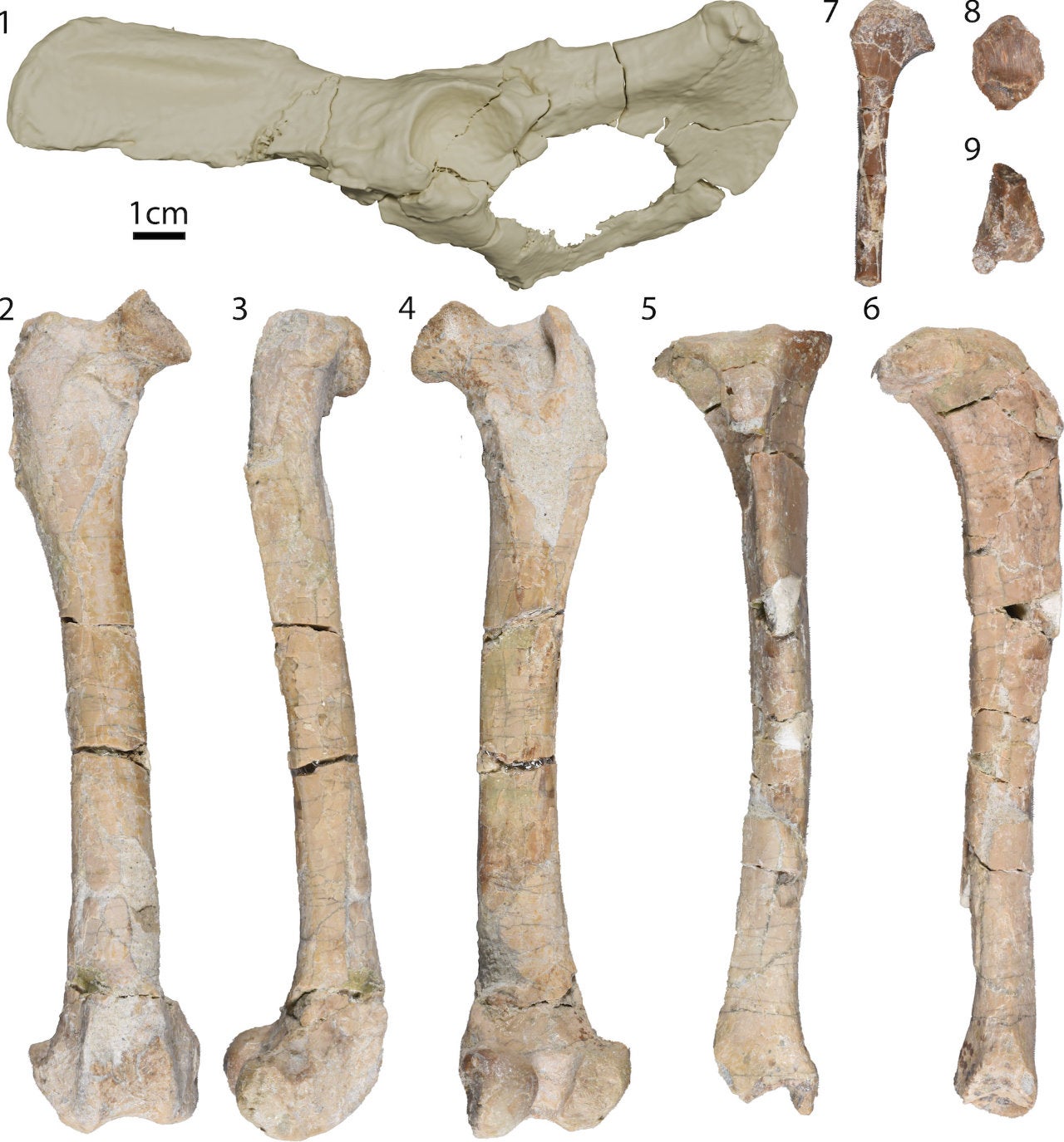 Algunos de los huesos de Mesocyon coryphaeus encontrados