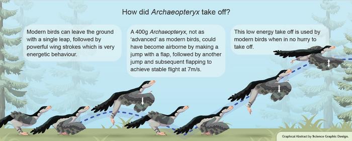 Ilustración de como el Archaeopteryx podía despegar (Science Graphic Design)