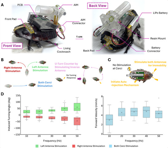 H. N. Le et al., Advanced Science (2026) / CC BY 4.0