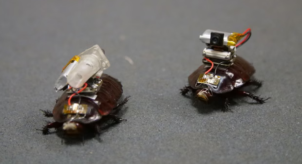 Una cucaracha con una cámara implantada, y otra con un inyector