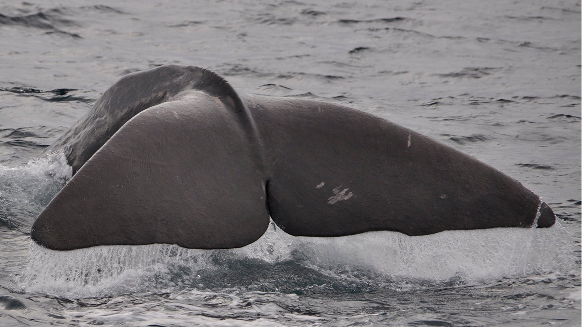 Un cachalote volviendo a sumergirse en el océano