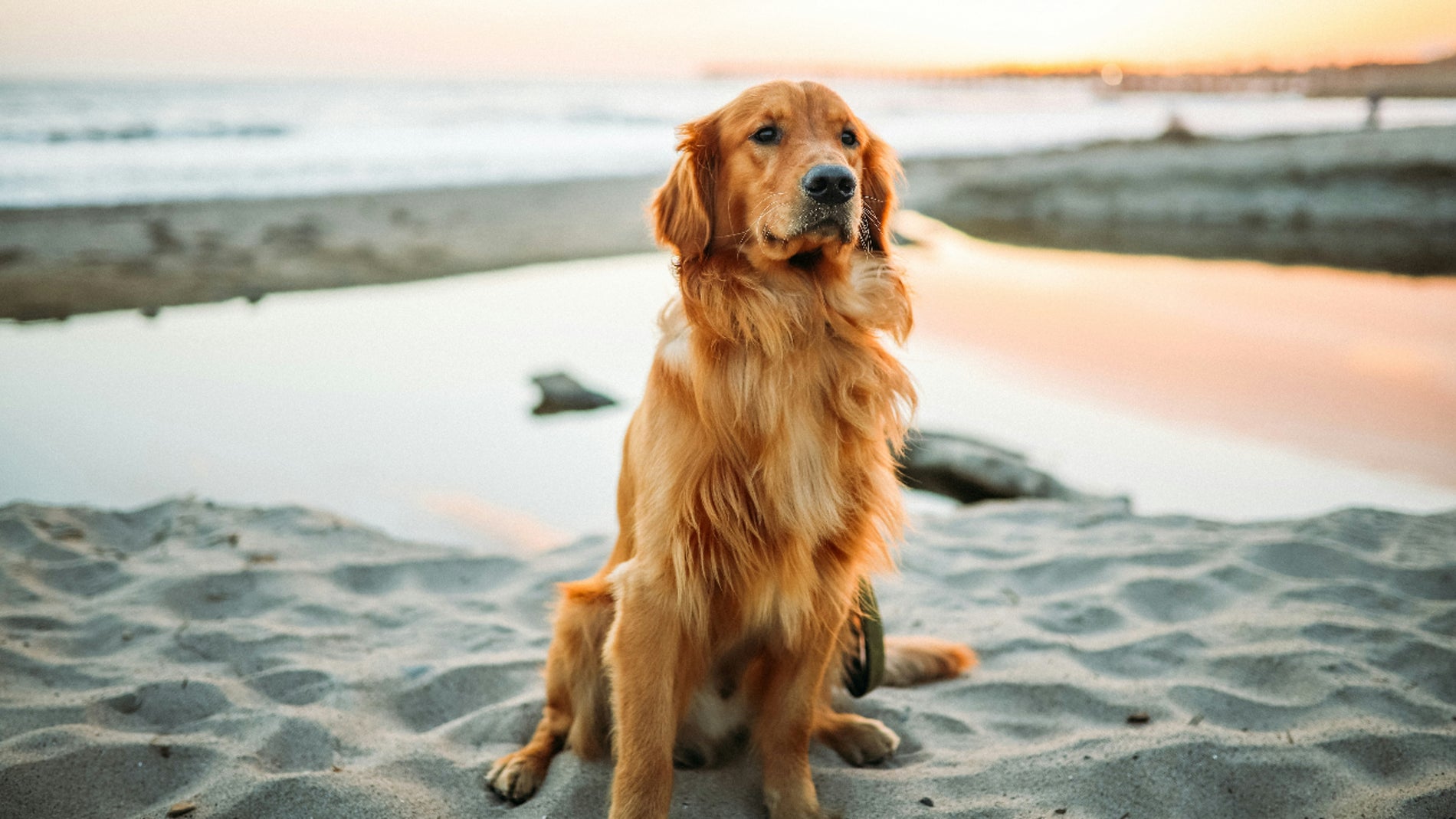 Un estudio de la Universidad de California fija cómo envejecen perros