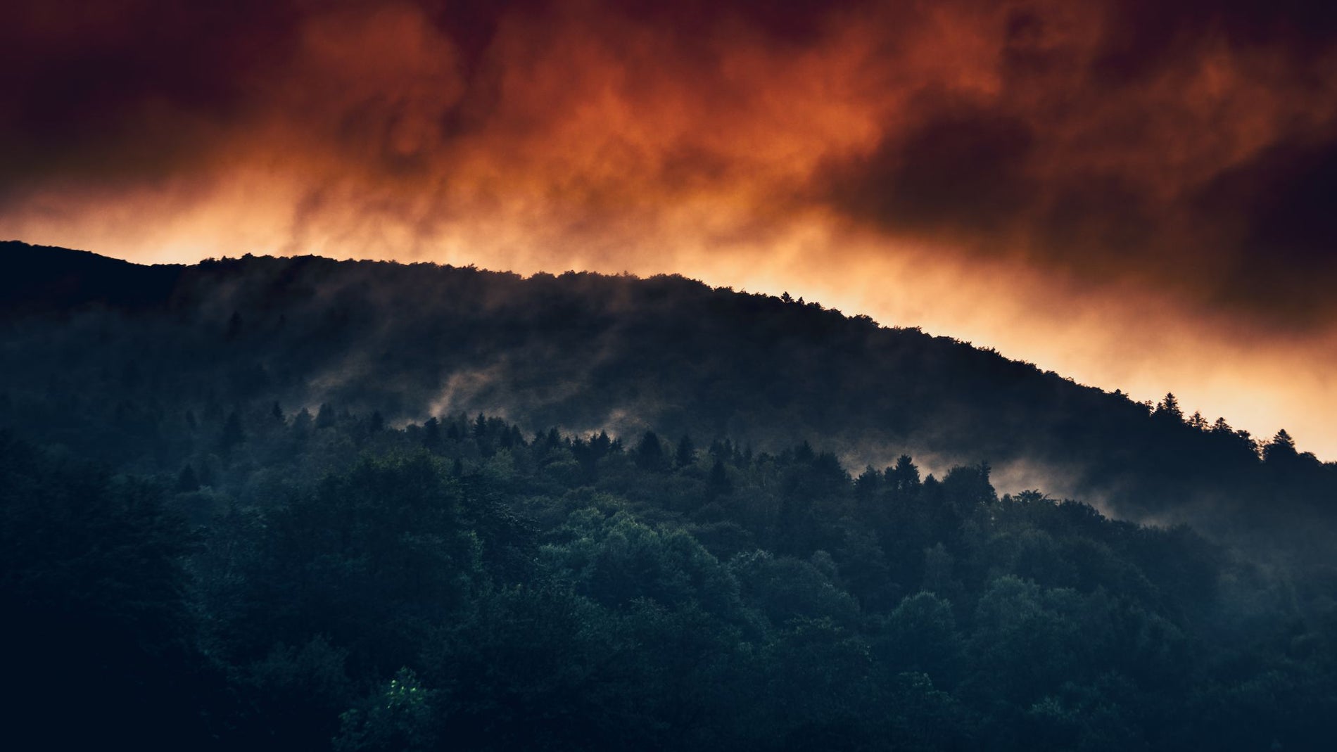 Un incendio forestal