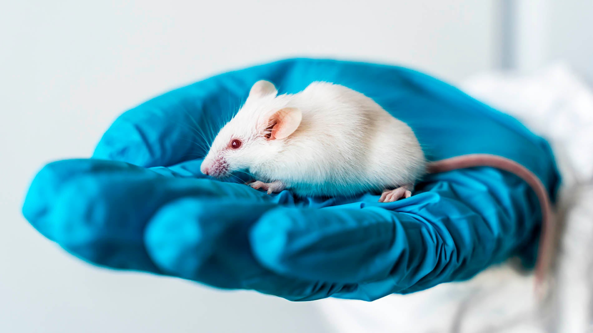 Stanford ha creado ratones con medio cerebro humano que caminan con normalidad: el experimento publicado en Nature que abre un debate ético inevitable