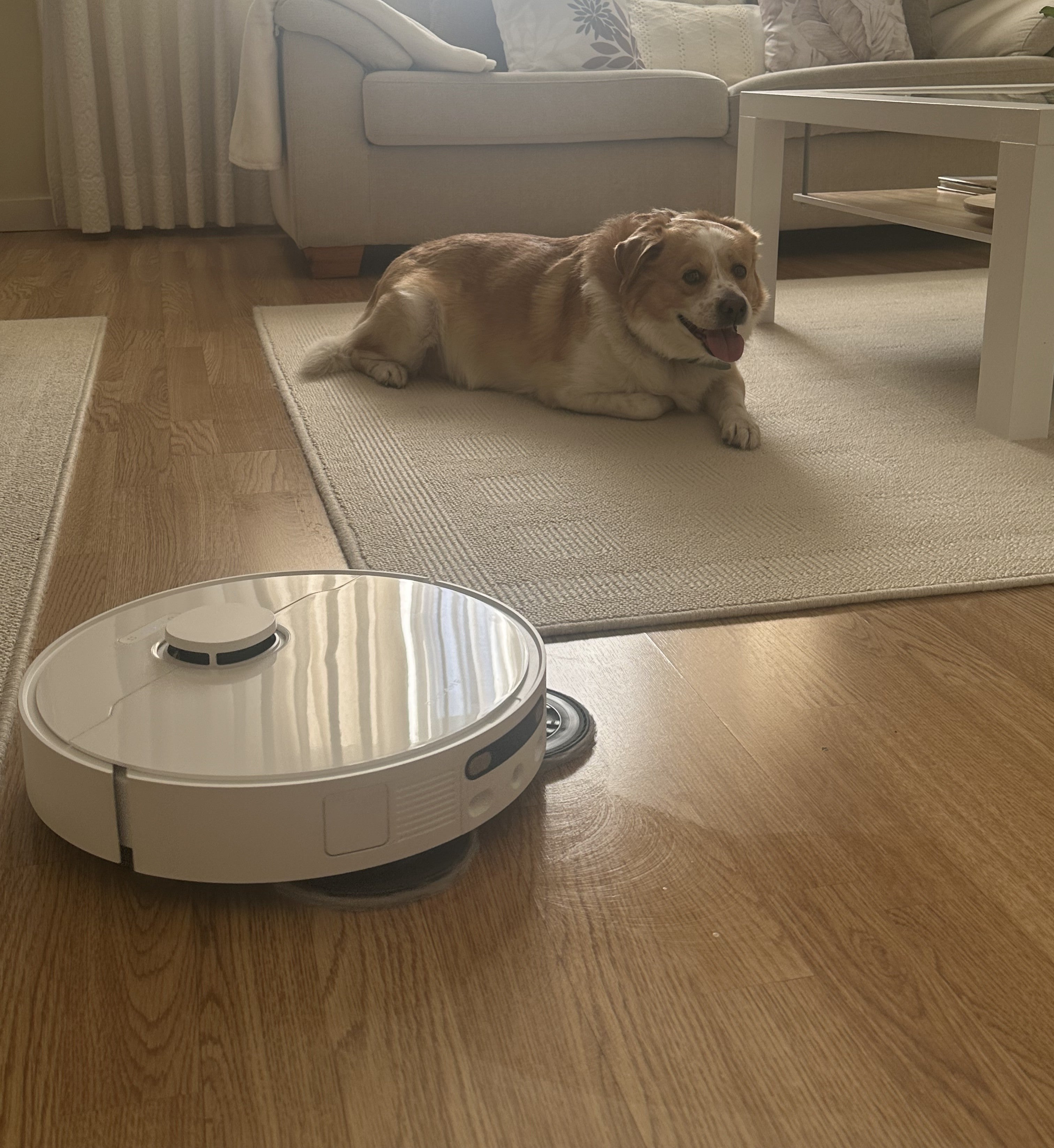 El robot aspira y friega el salón mientras nuestro perro descansa en la alfombra | Fotografía Patricia Rodríguez