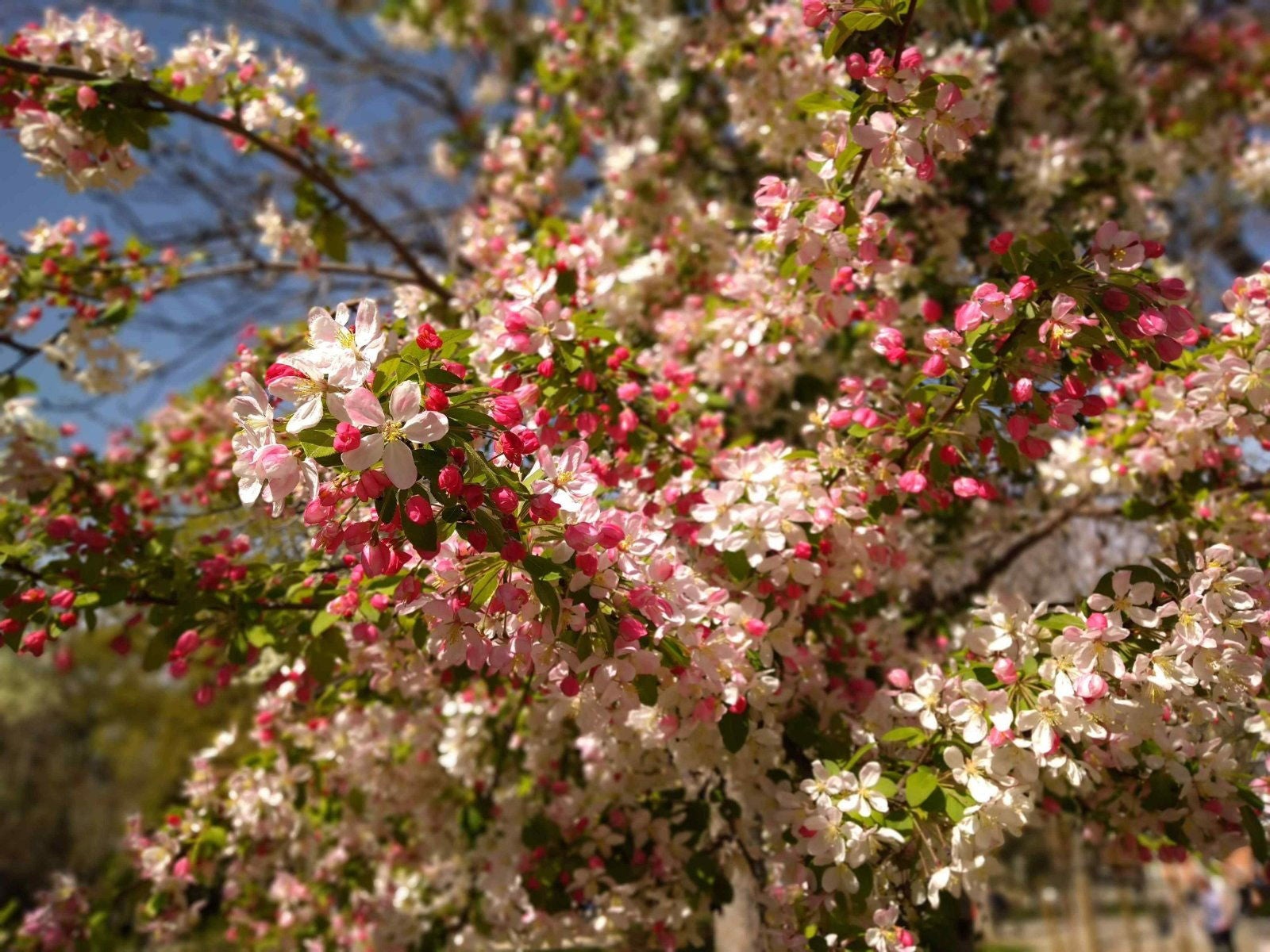 Retrato a flores con luz de espaldas, Xperia 10