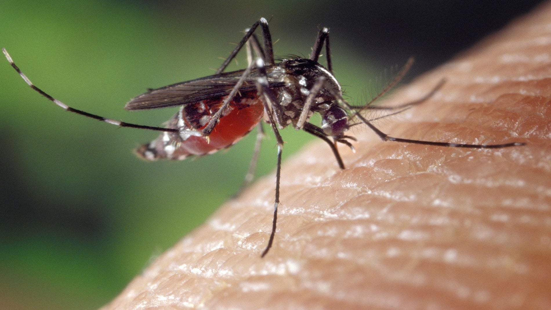 No son precisamente el insecto más querido de todos
