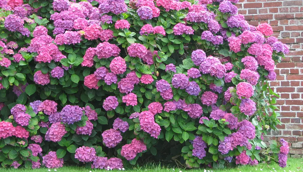 Las hojas y los pétalos de hortensias tienen efectos alucinógenos.