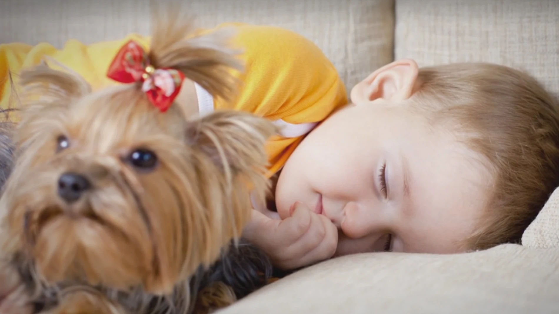 Un perro junto a un niño durmiendo en la cama