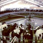 Vacas en una granja