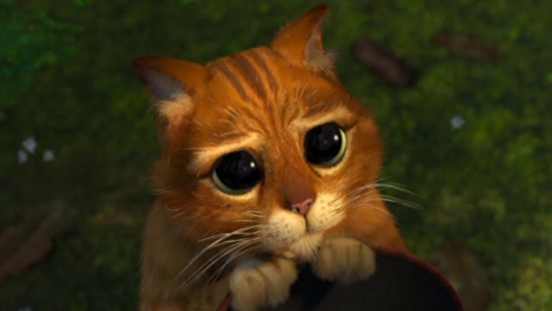 gatoshrekok