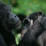 Bonobos y chimpances son capaces de entenderse con gestos
