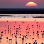 Doñana