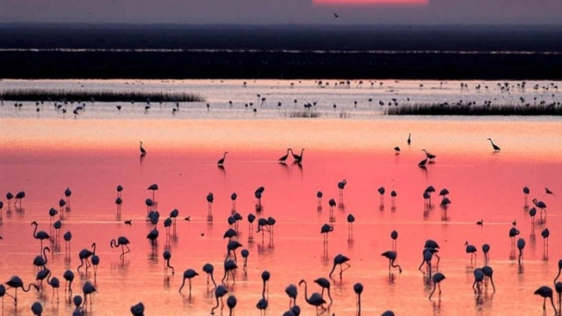 Doñana