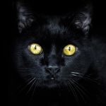 Gato negro