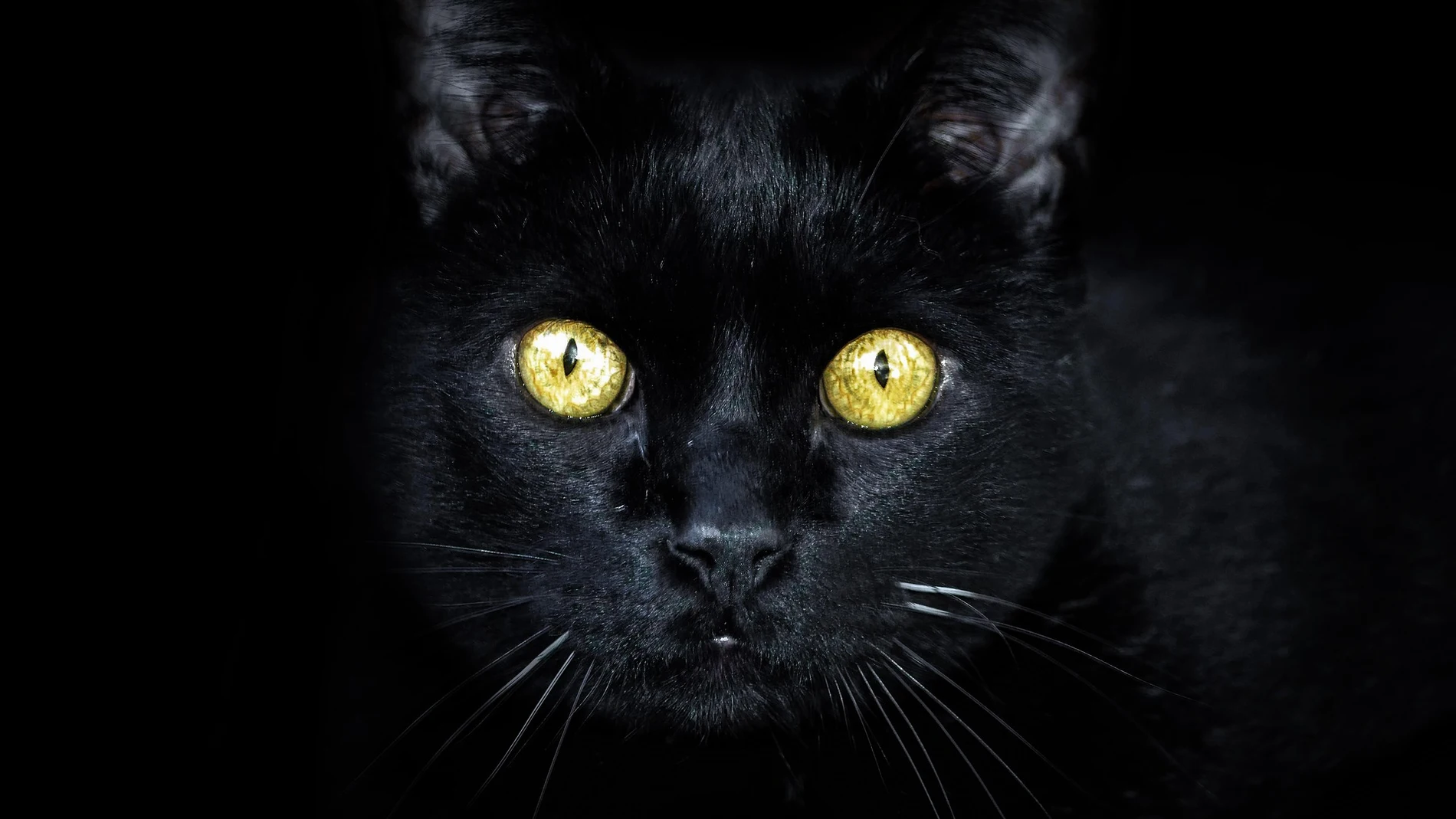 Gato negro