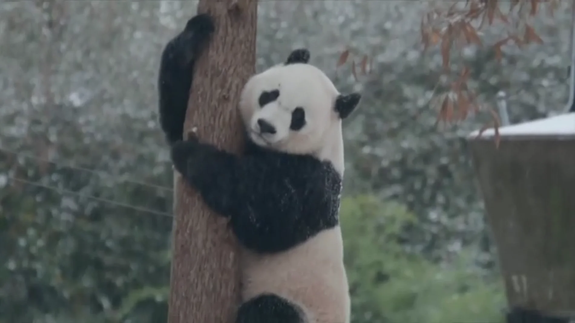 Uno de los pandas gigantes del zoológico de Washington que fue devuelto a China