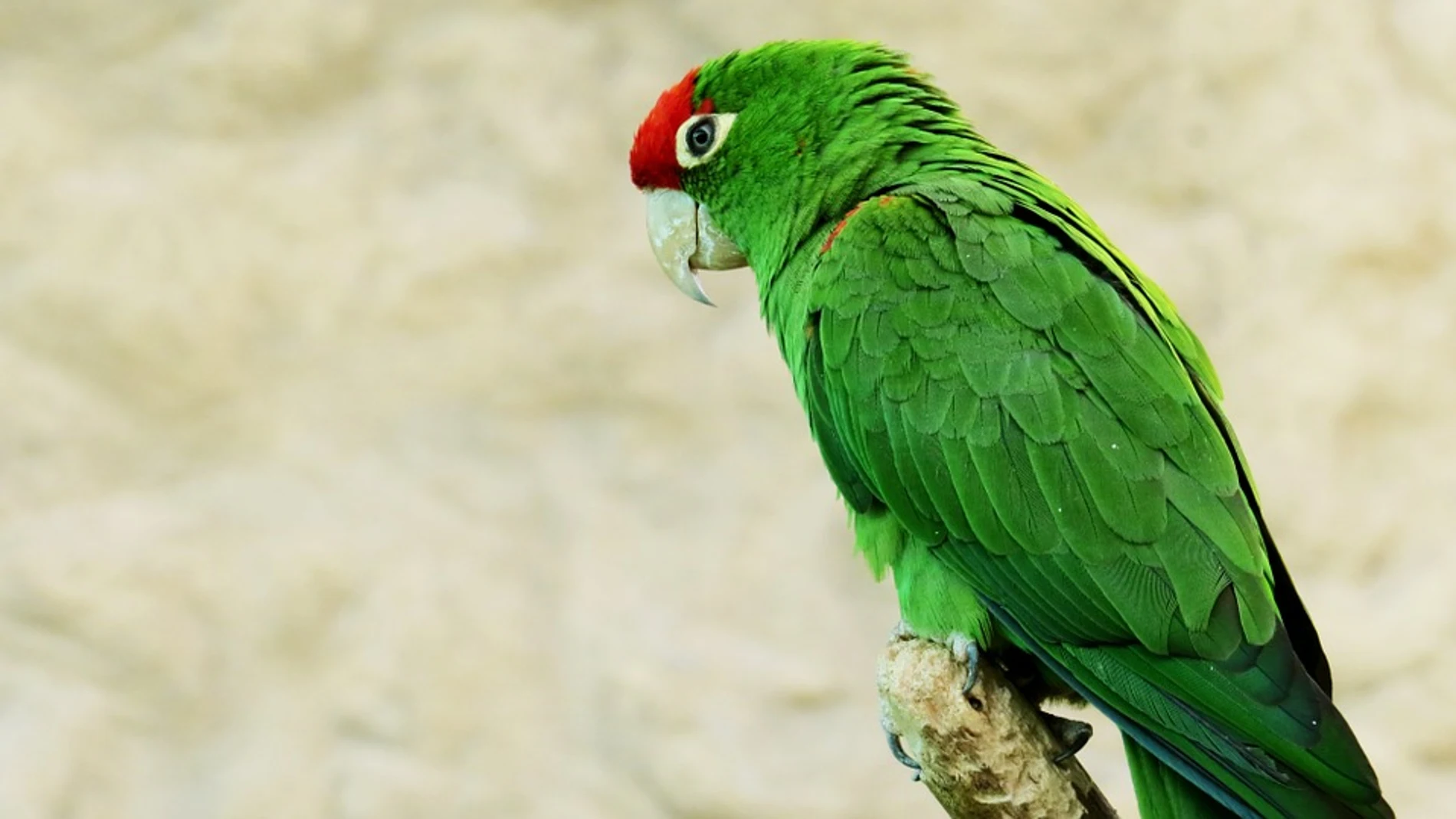 Loro