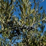 Comienza la campaña del olivar Comienza la campaña del olivar