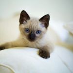 Gato