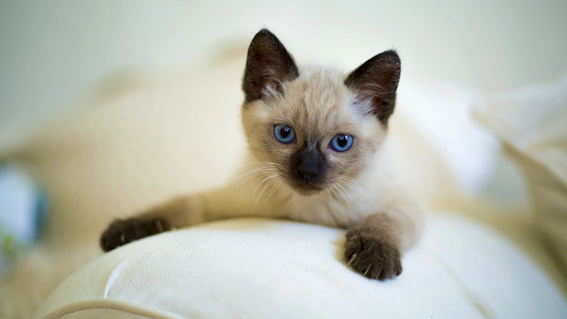 Gato
