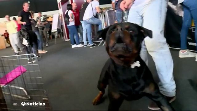 Una exposición da las claves para saber cómo tratar a los perros peligrosos