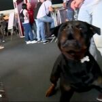 Una exposici&oacute;n da las claves para saber c&oacute;mo tratar a los perros peligrosos