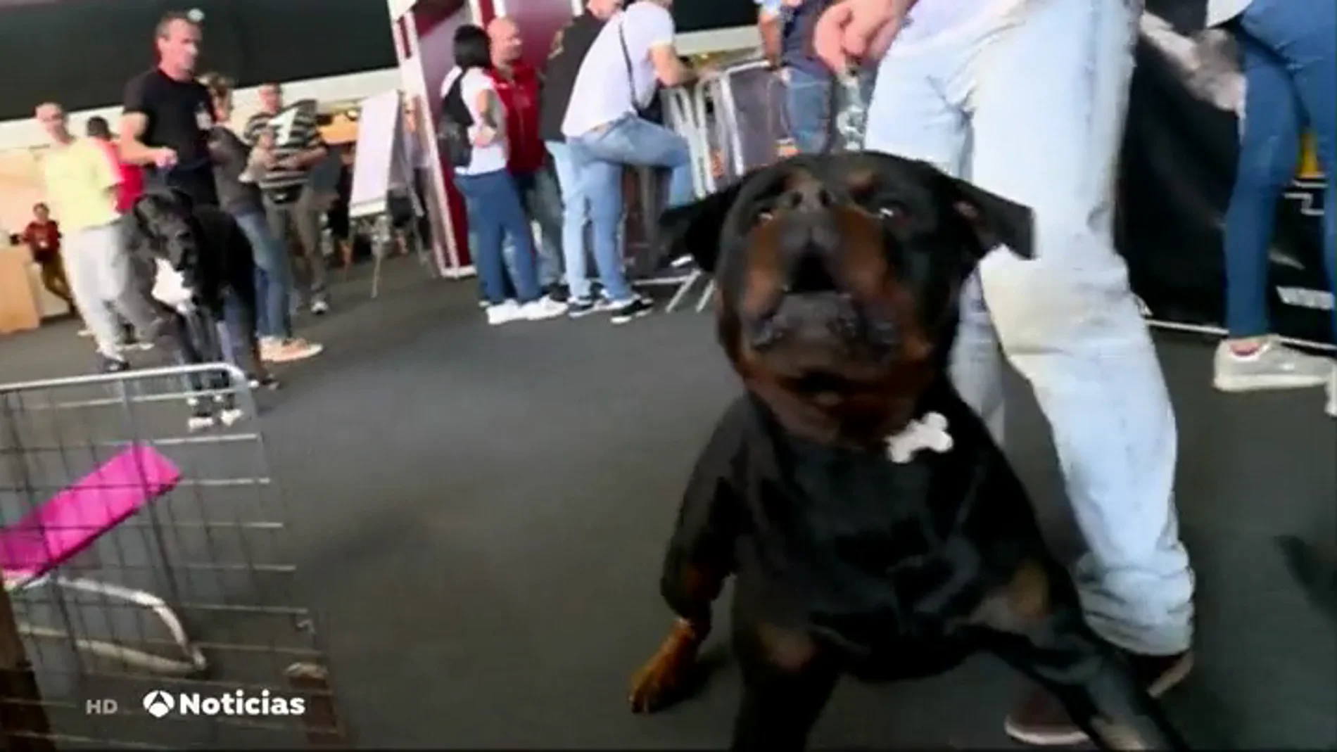 Una exposición da las claves para saber cómo tratar a los perros peligrosos