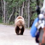 El oso pardo ataco 664 veces al ser humano entre 2000 y 2015 en todo el mundo