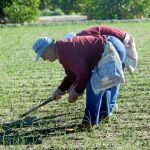 El contrato establece unos precios mínimos para el agricultor