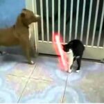 May force be with cat