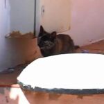 Rescatan a un gato que llevaba un día entero atrapado detrás de una pared