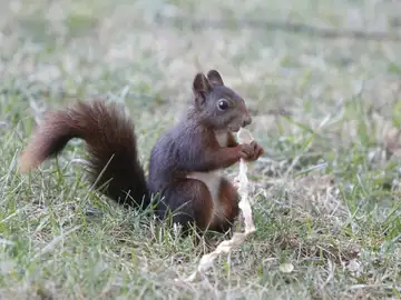 ¿Dónde están las ardillas de El Retiro? ¿Dónde están las ardillas de El Retiro?