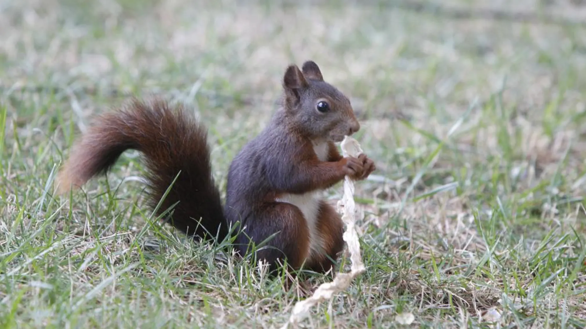 ¿Dónde están las ardillas de El Retiro?