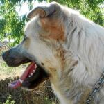 Trancas tiene mucha energía y necesita saltar y correr por el campo