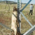 Ésta es la imagen «menos dura» del animal. Al encontrar más lazos en el poste, piensan que podría tratarse del «colgadero oficial» del pueblo